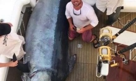 Massive 649kg Marlin’s Story