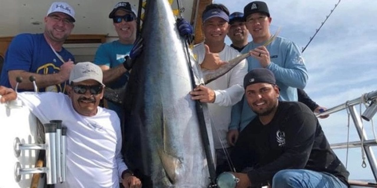 New Record Maybe? Massive 450 Pound Yellowfin Boated