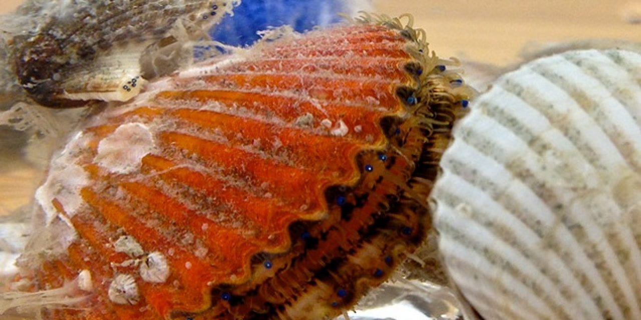Sarasota Bay Watch Stocks Shellfish to Cut Harmful Algae Blooms