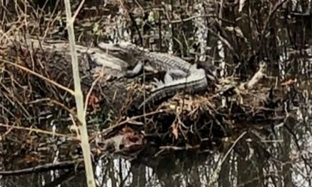 VIDEO: Alligator Spotted in Kentucky, But How Did It Get There?