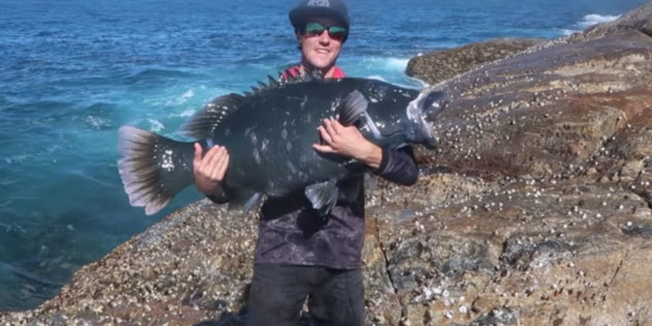 Australian Angler Catches Monster Blue Groper From the Bank