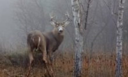 Fast and Light: Mobile Public Land Hunting Tips