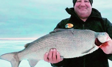 A New Minnesota State Record Whitefish, Maybe