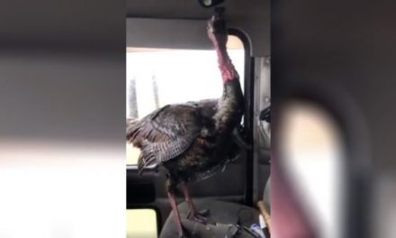 Video: Wild Turkey Smashes Through Windshield, Hops in Passenger Seat