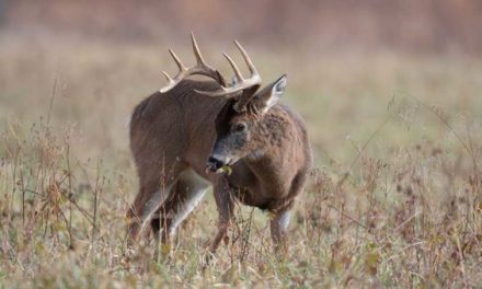2018-19 Pennsylvania Deer Harvest Was the Best in 14 Years