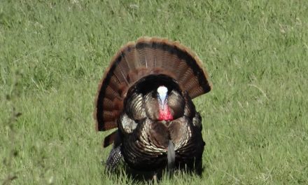 Late Season Turkey Tips: Gettin’ That Gobbler