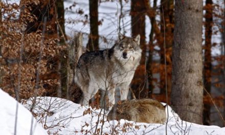 Minnesota Wolf Hunting Ban, Despite Endangered Listing, Won’t Reach Governor’s Desk