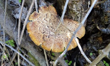 Morels Aren’t the Only Edible Fungus in Spring