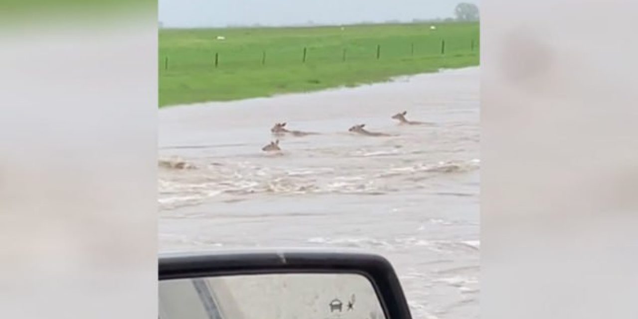 Cheer On These Deer as They Out-Swim a Flood