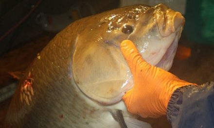 MPR News – New appreciation for a Minnesota fish long considered junk