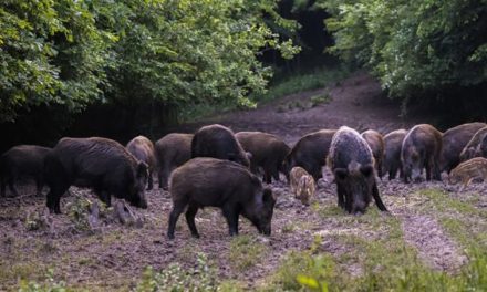 Now You Don’t Even Need a License to Hunt Hogs in Texas