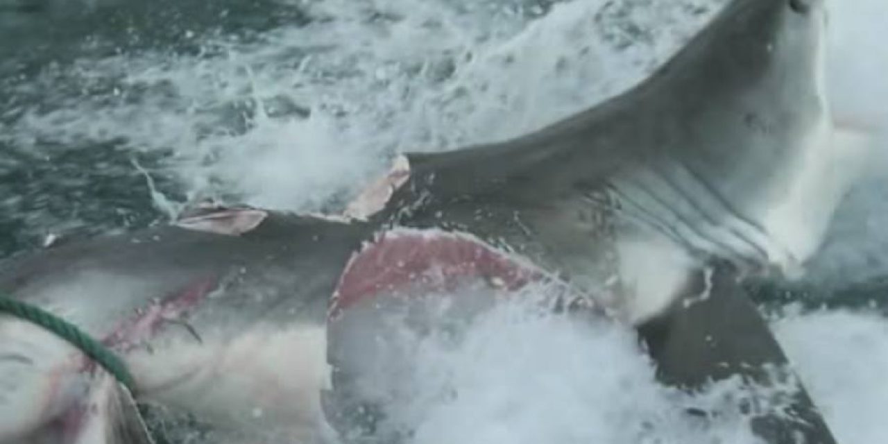 What Could Possibly Do This to a Great White Shark? Another Great White, Of Course