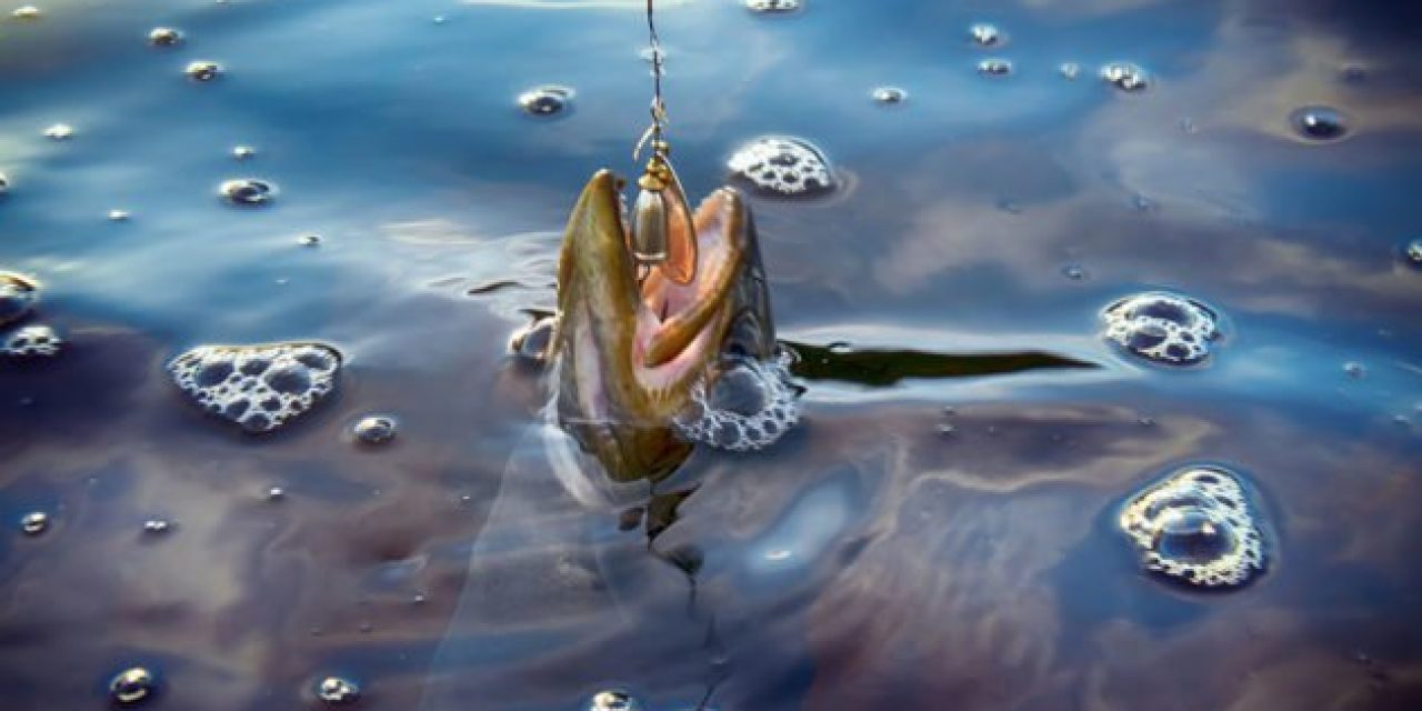 10 Trout Lures and Some Advice on How to Fish Them