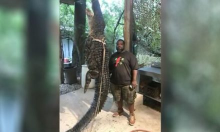 360-Pound Alligator Caught After Chasing Georgia Kayaker