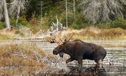 What Big Game Species Can You Hunt in Canada?