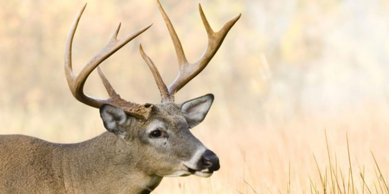 8 Mistakes Hunters Make Every Year During the Rut
