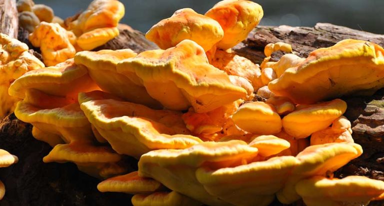Chicken of the Woods: Everything You Need to Know About This Wild