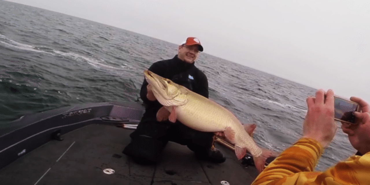 Colossal 50-Pound Mille Lacs Muskie Caught on Video