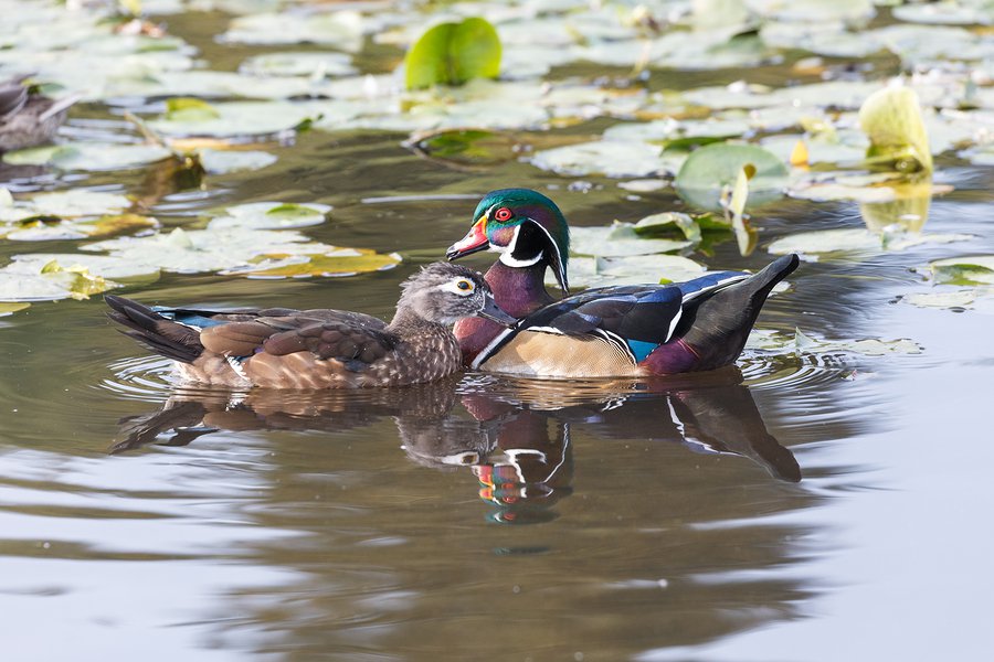 North American Duck Species Chart