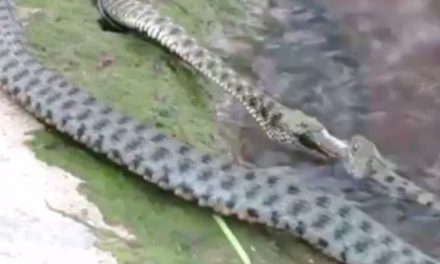 Watch Diamondback Water Snakes Fight Over a Fishing Hole Like Two Weekend Anglers