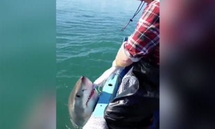 Aussie Has a Tug of War With a Great White Shark, Then Cusses at It When He Loses