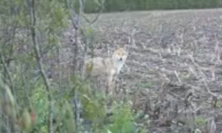 Coyote Takes a Bullet to the Head After Getting Too Close to Turkey Hunters