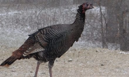 How To Hunt Nebraska’s Wild Turkeys in Winter