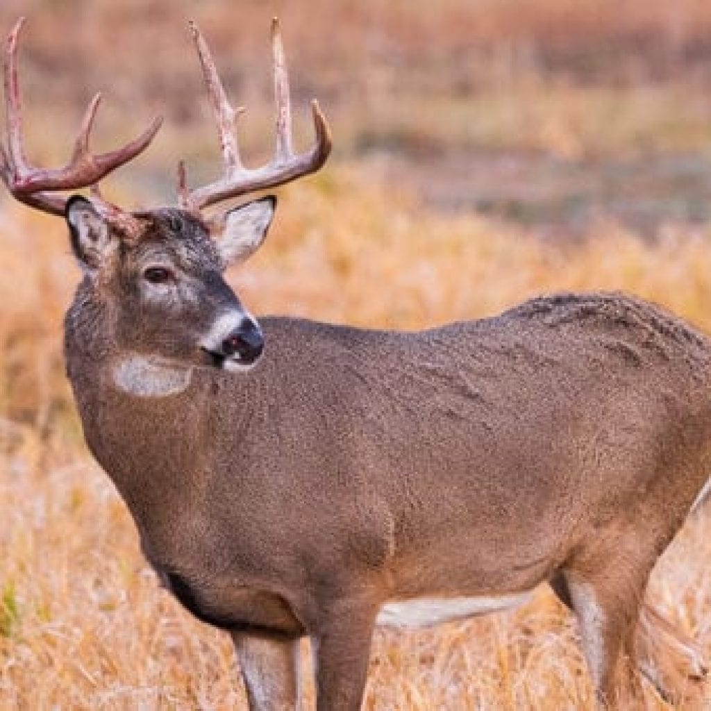 How to Find (and Aim for) Deer Vitals ⋆ Outdoor Enthusiast Lifestyle ...