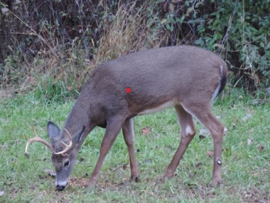 How to Find (and Aim for) Deer Vitals ⋆ Outdoor Enthusiast Lifestyle ...