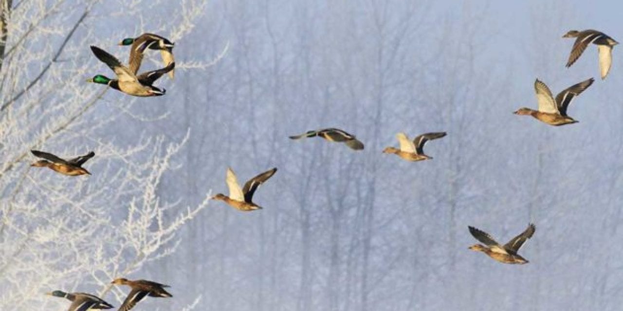 New York Waterfowl Guide Indicted a Second Time for Illegal Hunting
