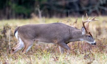 Pennsylvania Teens Charged with Felonies After Viral Deer Abuse Video