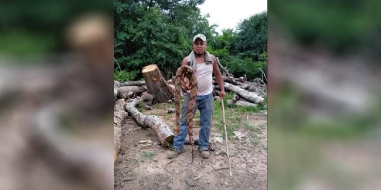 Remember This Massive Copperhead Found Down in Georgia?