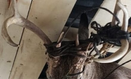The Rope Buck