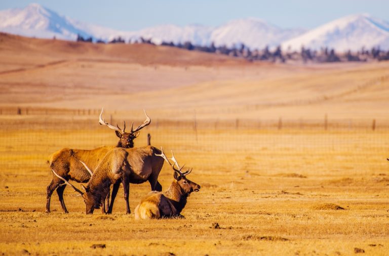 Top Elk Hunting States at William Huber blog