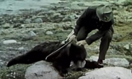 Fred Bear Hunts Bear and Mountain Goat in Classic Hunting Video