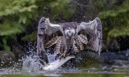 Photographing Osprey In Flight