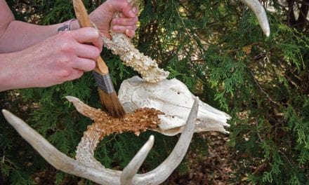 Restoring Antlers