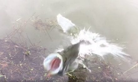 Crazy Crappie Comes Right Out of the Water to Protect Its Nest