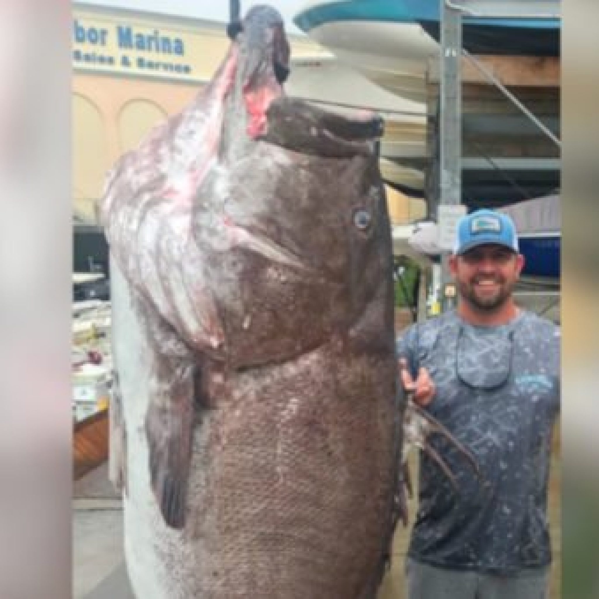 Giant, 350Pound Warsaw Grouper Caught in Florida was at Least 50 Years