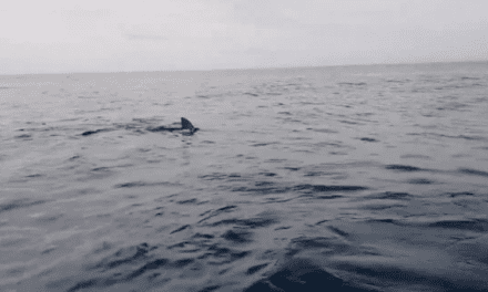 Kayakers Panic as Large Great White Shark Follows Them