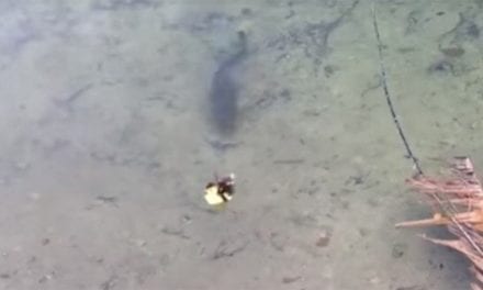 Largemouth Bass Makes Duckling Disappear in an Instant