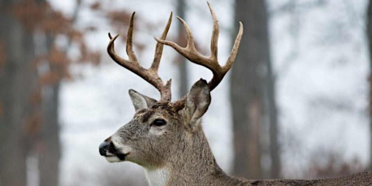 Wisconsin’s Deer Hunting Season Restructuring Proposals Get “Overwhelmingly Rejected”