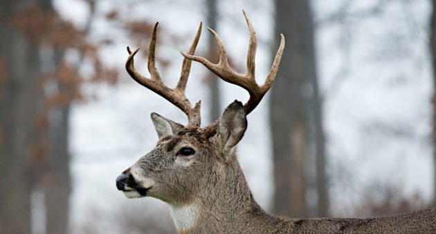 Wisconsin Deer Hunting Season