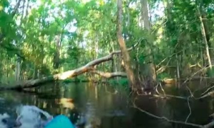 Charging Alligator Knocks Kayaker Into River in North Carolina
