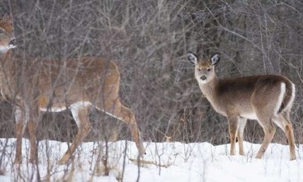 Weighing the Pros and Cons of Shooting a Doe With Fawns