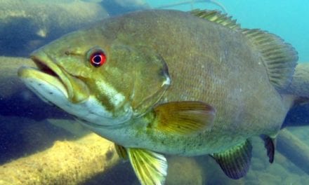 Smallmouth Bass: All About this Iconic Pound for Pound Fighter