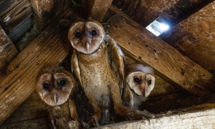 Barn Owl Rescue