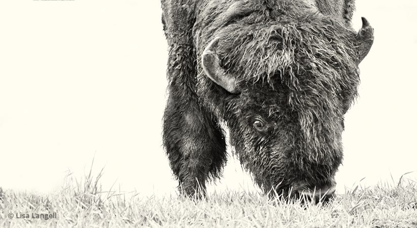 High-key photograph of a bison
