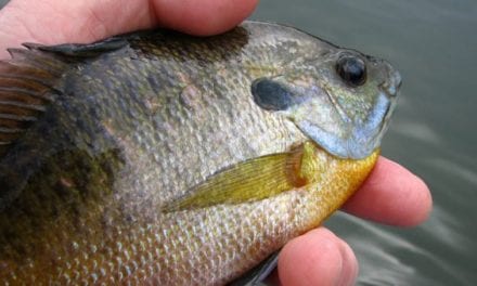 Bluegill: The Common Fish for the Common Angler