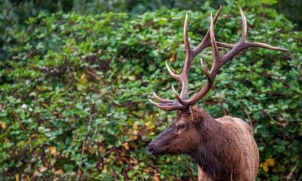 Bowhunter Gored and Killed By Wounded Elk in Oregon